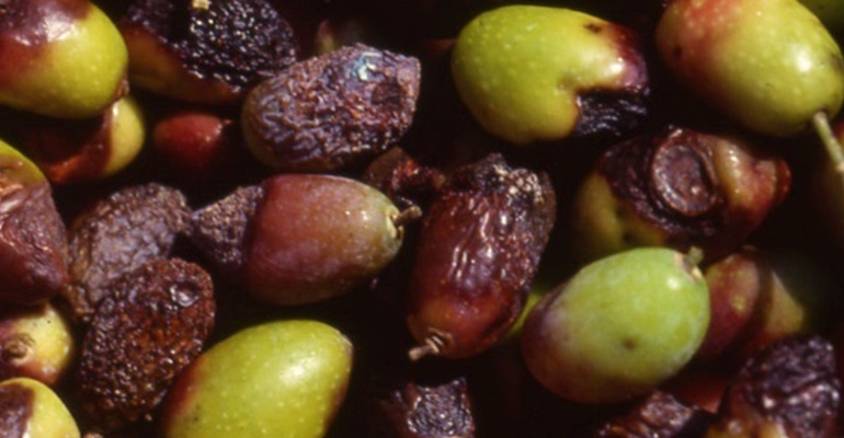 Anthracnose_Olive.jpg